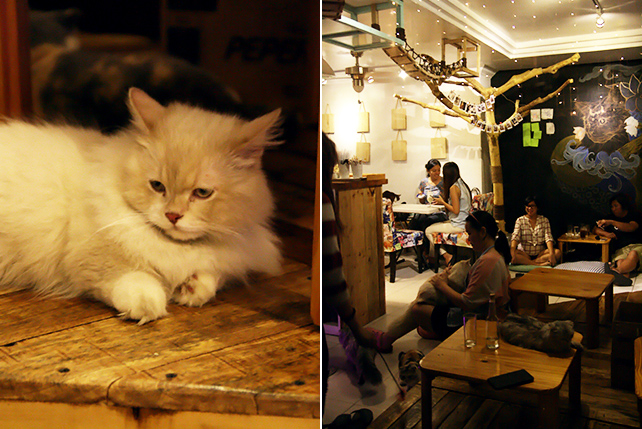 Cat cafe in the Philippines